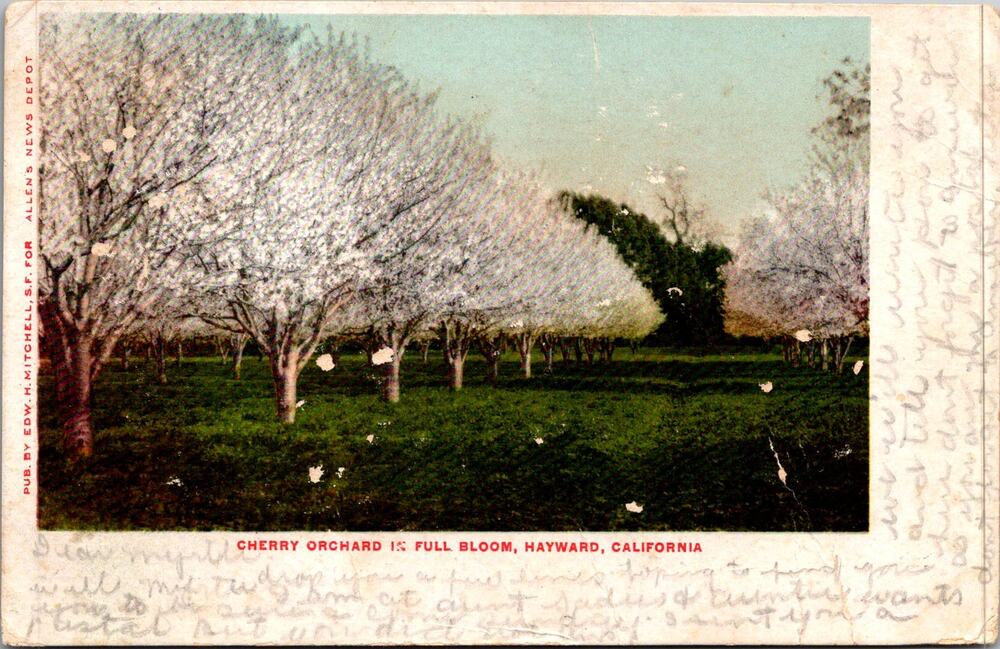 Cherry Orchard in Full Bloom in Hayward CA 1907 Vintage Postcard SP17-14